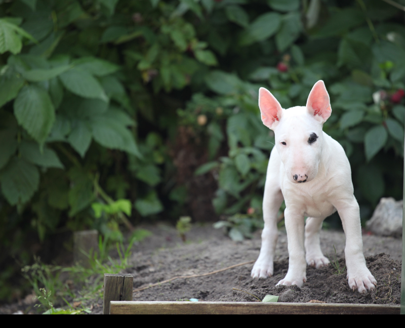 Seaside bully's (pups) in de tuin Flashback4-1