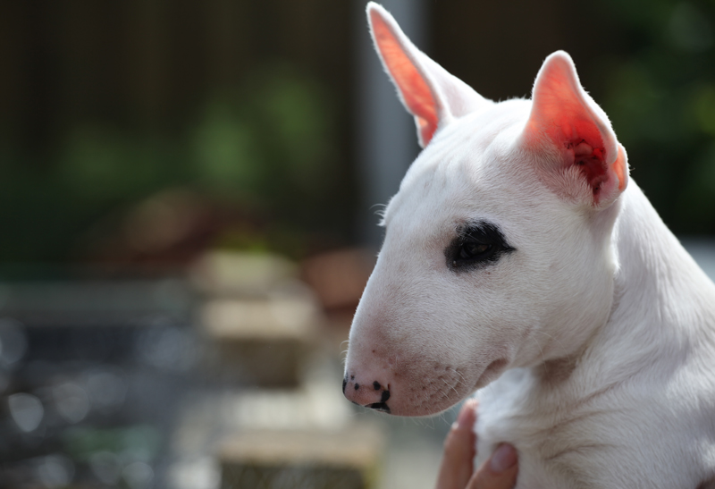 Seaside bully's (pups) in de tuin Flashback7