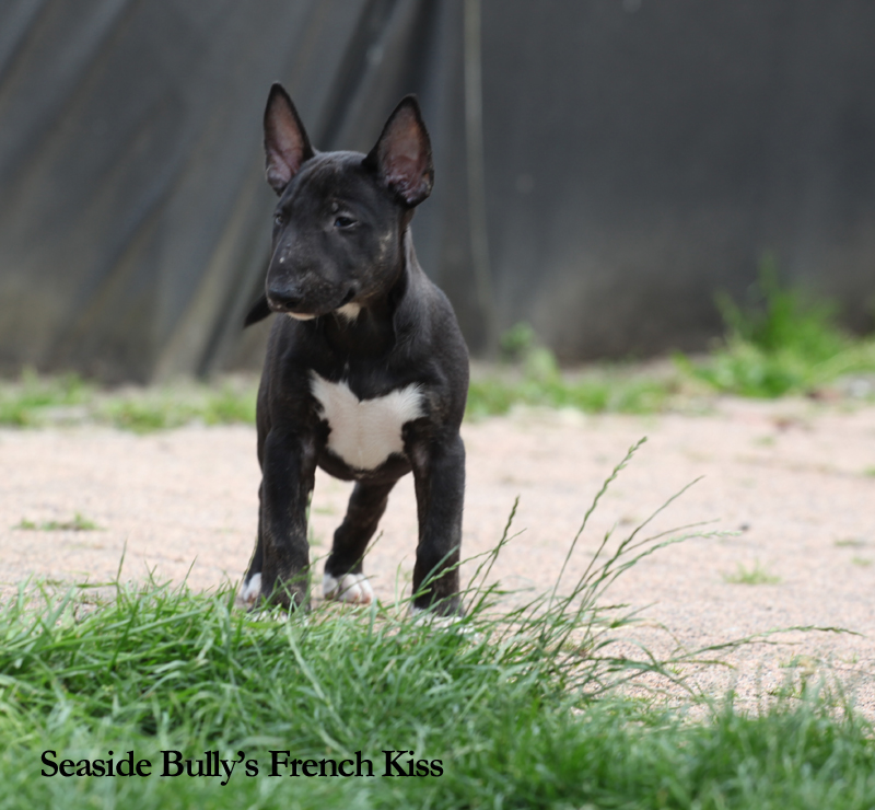 pups - Seaside bully's (pups) in de tuin French4