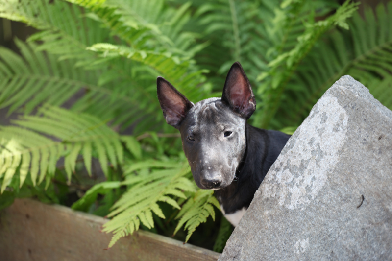 Seaside bully's (pups) in de tuin Frenchkiss1-1