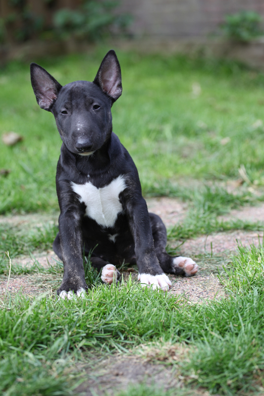 Seaside bully's (pups) in de tuin Frenchkiss1