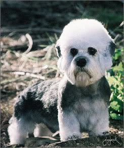 Dandie Dinmont Terrier 2007-02-11-dog