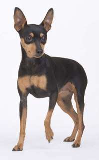 Pinscher Miniatura 637749