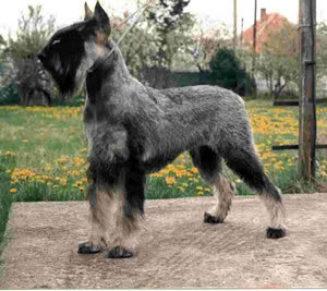 Schnauzer (Gigante, Standard y Miniatura) 63_1