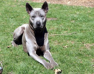 Thai Ridgeback Dog (Perro Tailandés) 6afemnsK