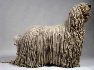 Komondor Húngaro 70023787