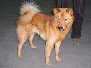 Spitz Filandés 800px-Finnish_Spitz