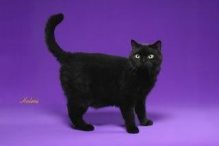 Británico de Pelo Corto British-Shorthair-Nox