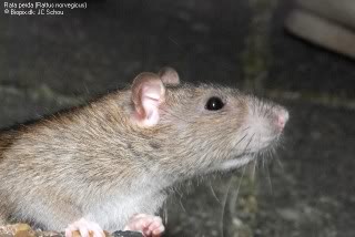 Rata (Rattus) JCSRattusnorvegicus35113