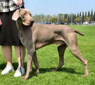 Braco de Weimar (Weimaraner) Weimaraner2WTDS_Ap6D