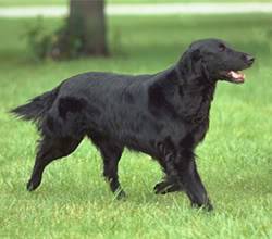 Flat Coated Retriever Dog