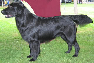 Flat Coated Retriever Flat_coated_retriever_black