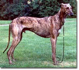 Galgo Español Galgo