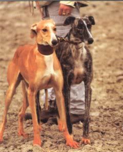 Galgo Español Galgos8