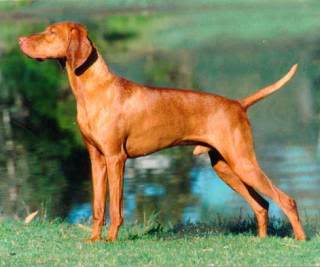 Braco Húngaro (Vizsla) Hungarian_vizsla_01_puppies_for_sal