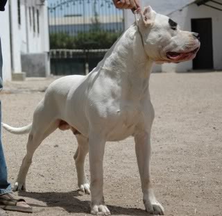 Dogo Argentino Baqueano6