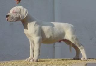 Dogo Argentino Camadas5