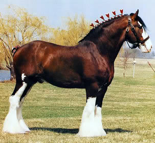 Clydesdale Clydesdale