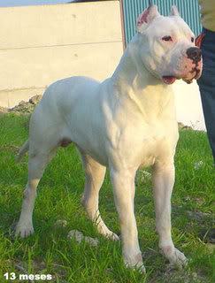 Dogo Argentino Coraje1