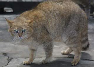 Gato Chino del Desierto o Gato del Biet (Felis bieti) Felis-bieti