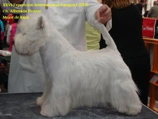 West Highland White Terrier (Westie) FotosDSC02513