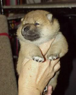 . Shiba Inu . Gina4