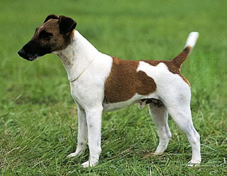 Fox Terrier de Pelo Liso Image-1