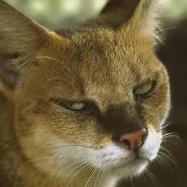 Gato de la Jungla (Felis chaus) Junglecat8-1