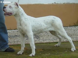 Dogo Argentino Quichua2