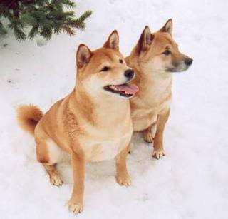 . Shiba Inu . Shib_crop