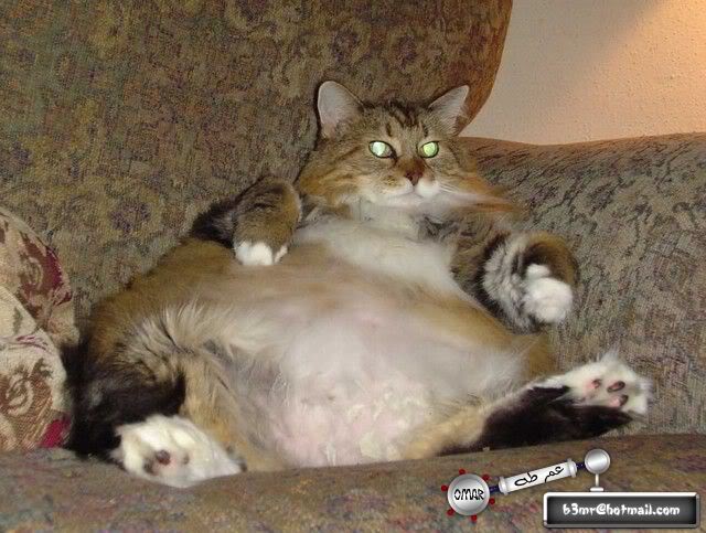 حيوانات سمينة جداً جداً Fat_pet_4