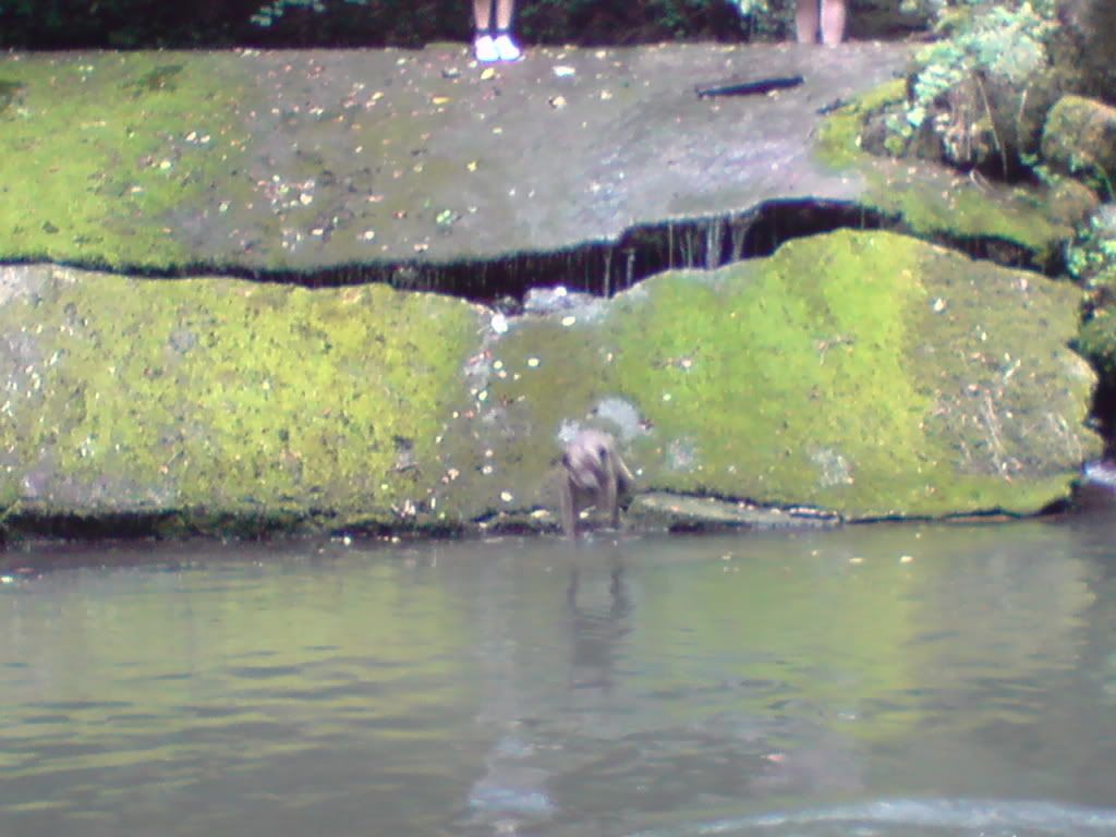 Tilly at the river. P030811_143201