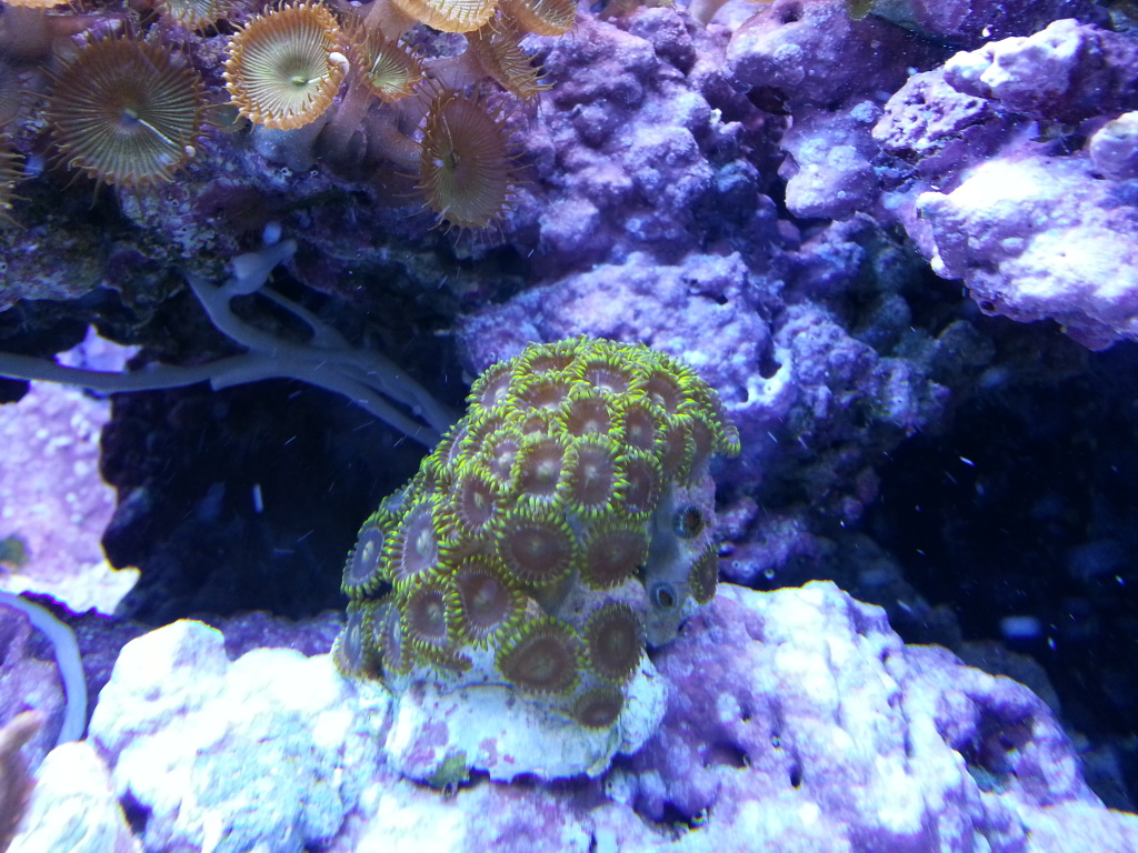 Zoanthid Grow Out Pictures 20121004_190141