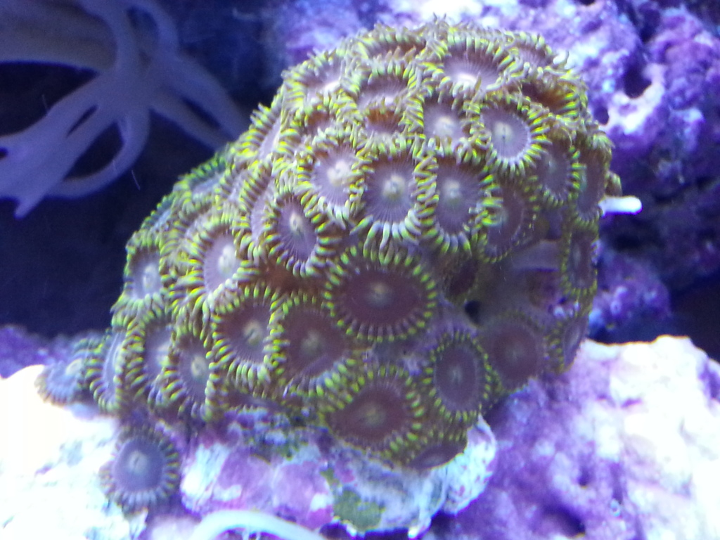 Zoanthid Grow Out Pictures 20121130_095058