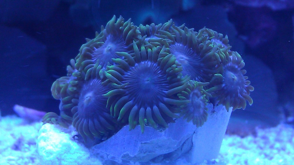 Zoanthid Grow Out Pictures IMAG0689