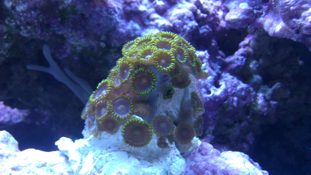 Zoanthid Grow Out Pictures IMAG0769