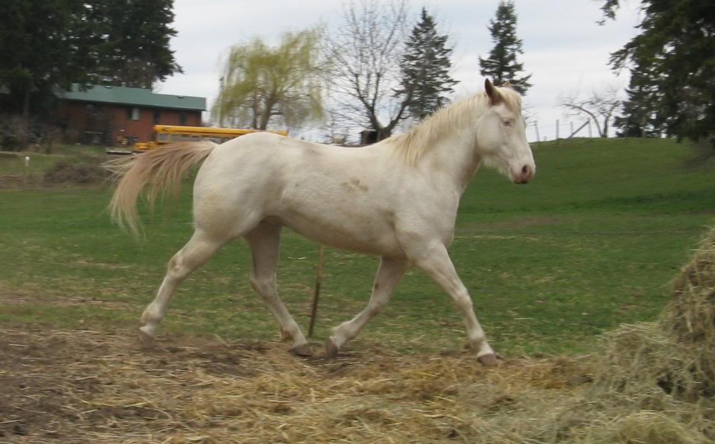 Heres my pics...do you think he's tobiano or tovero? IMG_0477JPGcropped