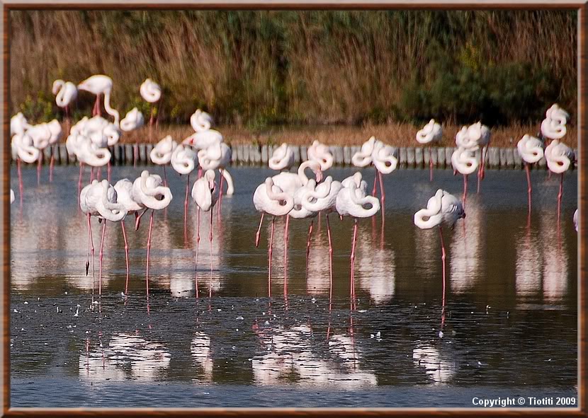 La Camargue DSC_0701