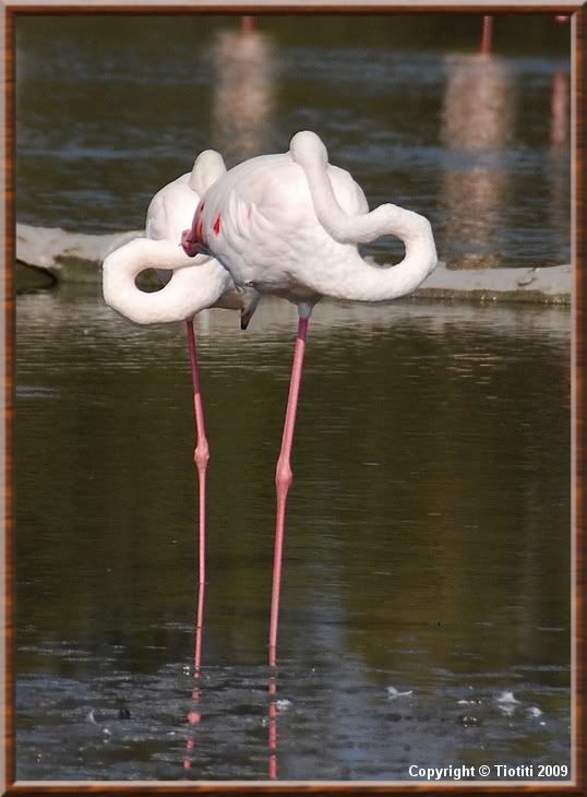 La Camargue DSC_0715