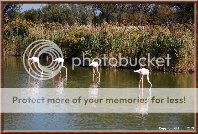 La Camargue DSC_0717