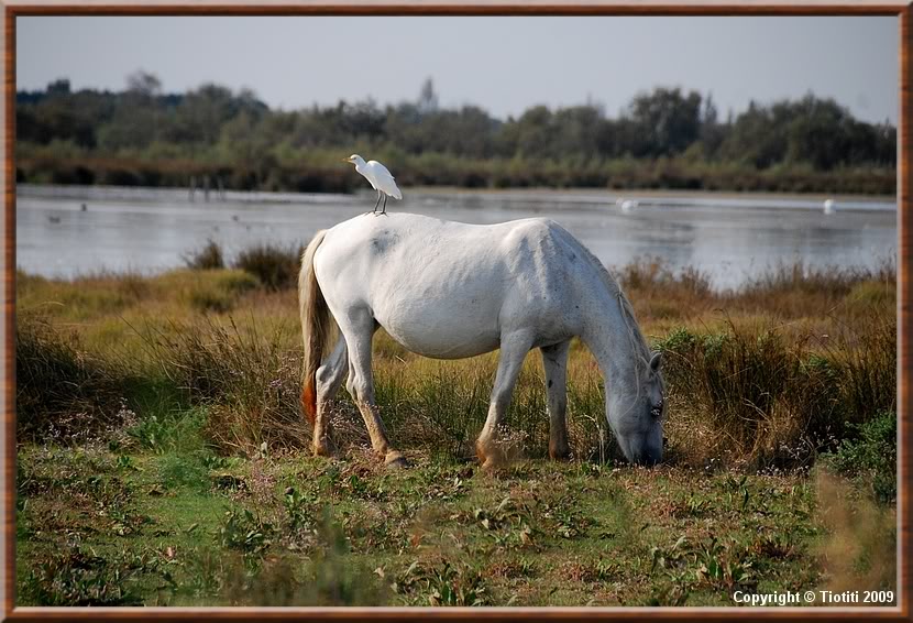 La Camargue DSC_0802