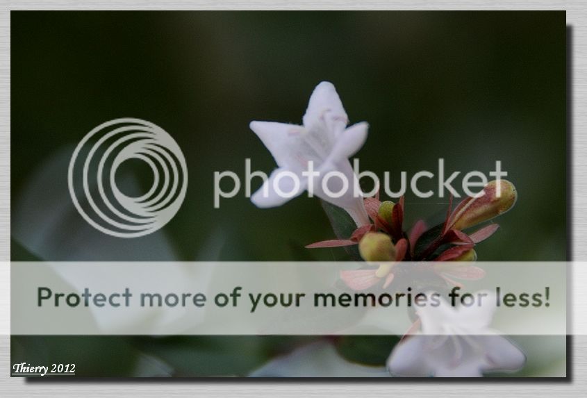 Macrophotographie - Faune et flore provençale TC1_6192