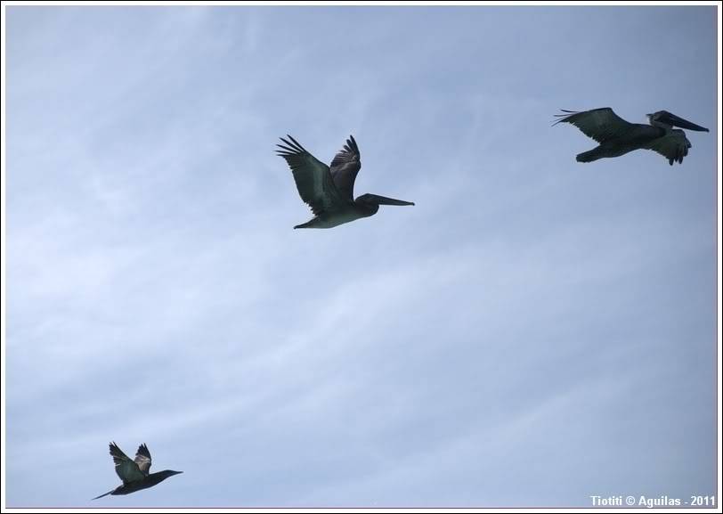 Rpublique Dominicaine. Le sud BahiadelasAguilas_0172