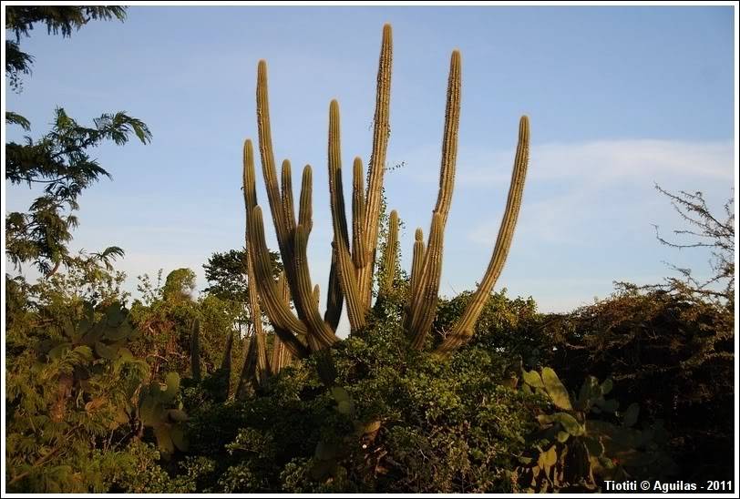 République Dominicaine. Le sud BahiadelasAguilas_0297