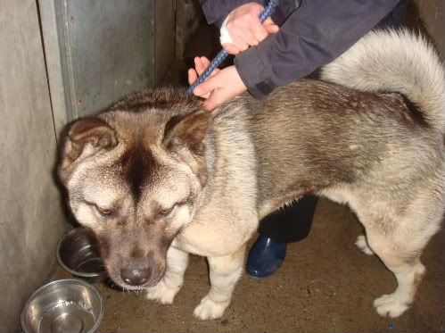 **GONE 2 RESCUE**Dunboyne Stray: Jake, Akita boy DSC02602