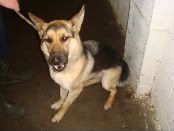 **OUT&SAFE**Dunboyne Stray: Lola, Skinny GSD girl DSC02645