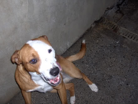 Dunboyne Stray: Ollie, staffie/boxer/x-breed HPIM3899