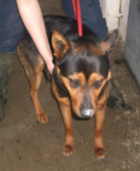 Dunboyne Stray: Wilson, GSD mix boy IMGP0981