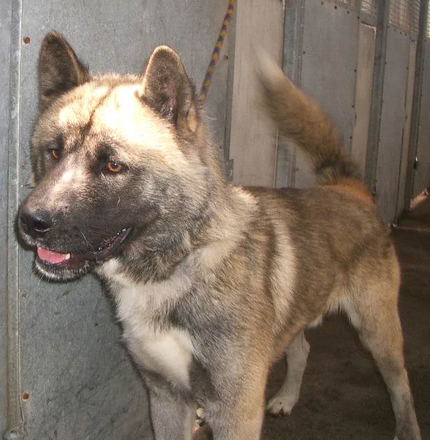 REHOMED**Dunboyne Stray: Nero, Akita boy IMGP1415