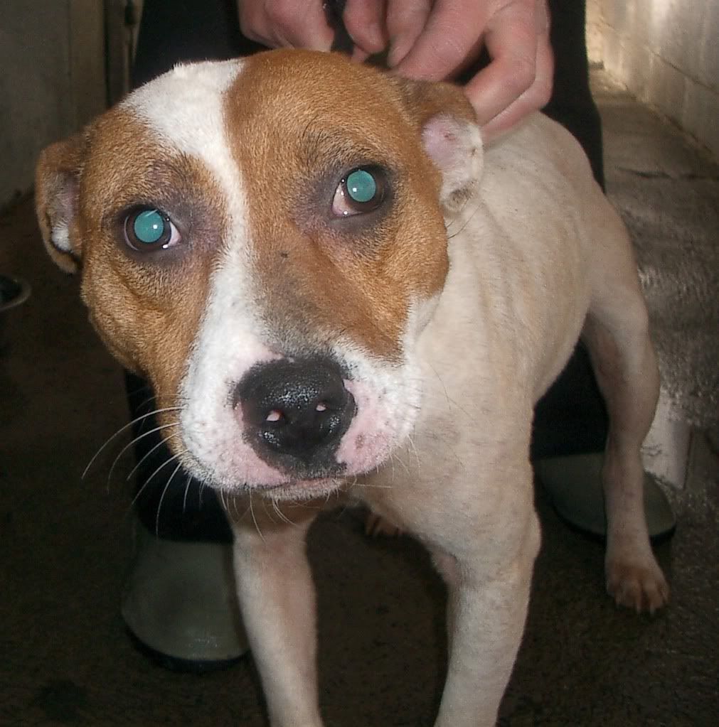 OUT&SAFE**Dunboyne Stray: Yoshi, Staffie girl IMGP1688